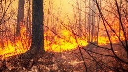 Лесные пожары в Курганской области перекрыли трассу «Иртыш»