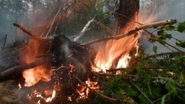 Огненный шторм: лесные пожары превратили густые таежные леса в выжженную пустыню