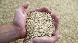 Лавров: США и союзники потворствуют Украине, которая создает кризис на рынке зерновых