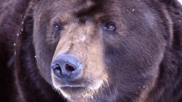 Очнувшиеся от зимней спячки медведи вышли к людям в республике Коми
