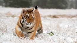 Полосатое свидание: тигров поймали за любовными играми в Уссурийском заповеднике