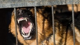 Страшно выйти на улицу: Агрессивный пес терроризирует жителей Мытищ