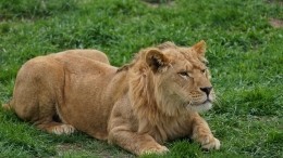 Столичные врачи «возвращают к жизни» пострадавшую от рук фотографа львицу