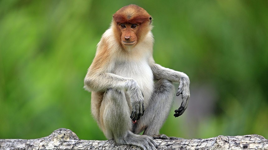 Насколько опасна обезьянья оспа и как от нее спастись