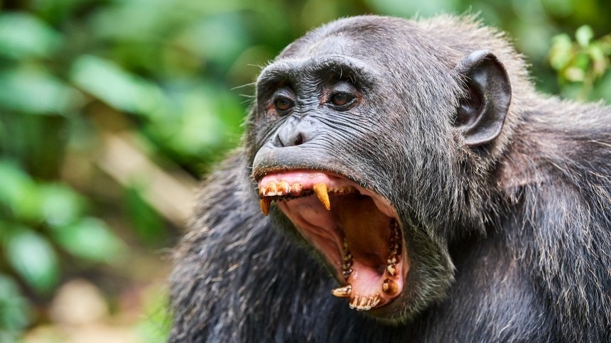 Веский повод для беспокойства: может ли обезьянья оспа быть биологическим оружием