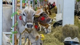 В России предложили перерабатывать просроченные продукты на корм для животных