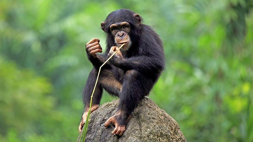 Что такое обезьянья оспа и как от нее спастись