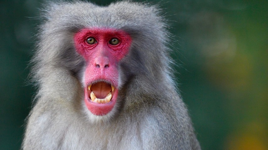 Как быстро передается оспа обезьян от человека к человеку?
