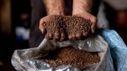 Мексиканские фермеры жалуются на дефицит удобрений из-за санкций против России