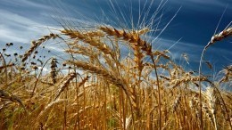 Как падение рейтинга Байдена повлияло на поставки пшеницы по всему миру