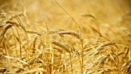 В Германии заявили о создании зернового моста для вывоза урожая из Украины