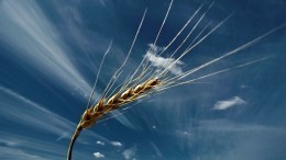 В Минсельхозе заявили о рекордном урожае зерна в 2022 году
