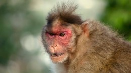 Забытая болезнь из Африки: Ванга предсказала вспышку оспы обезьян в 1995 году