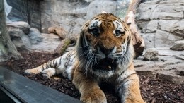 Амурского тигра спасли от смерти в Приморье, сделав сложные операции