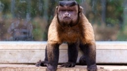 Что делать при первых симптомах заражения оспой обезьян?