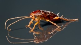 Худший кошмар: почему тараканы часто заползают в уши и что в этом случае делать