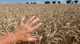 Снижение цен на зерно в Италии объяснили заявлениями Владимира Путина