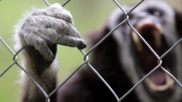 Опасное общение: иммунолог назвал главных распространителей оспы обезьян