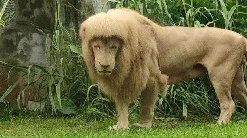 Лев из китайского зоопарка стал знаменитостью из-за нелепой прически