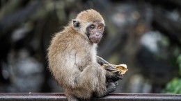 Ученые рассказали о самом распространенном способе передачи оспы обезьян