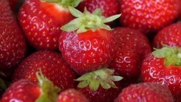 Непростые ягоды: можно ли через клубничный чай заразиться гепатитом А