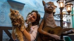В культурной столице отмечают День петербургских котов и кошек