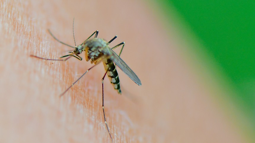 Потому и не кусают: Как эффективно избавиться от комаров