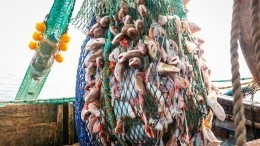 Трутнев: РФ изымет у Японии право вылова рыбы у Курил из-за отказа платить за квоты