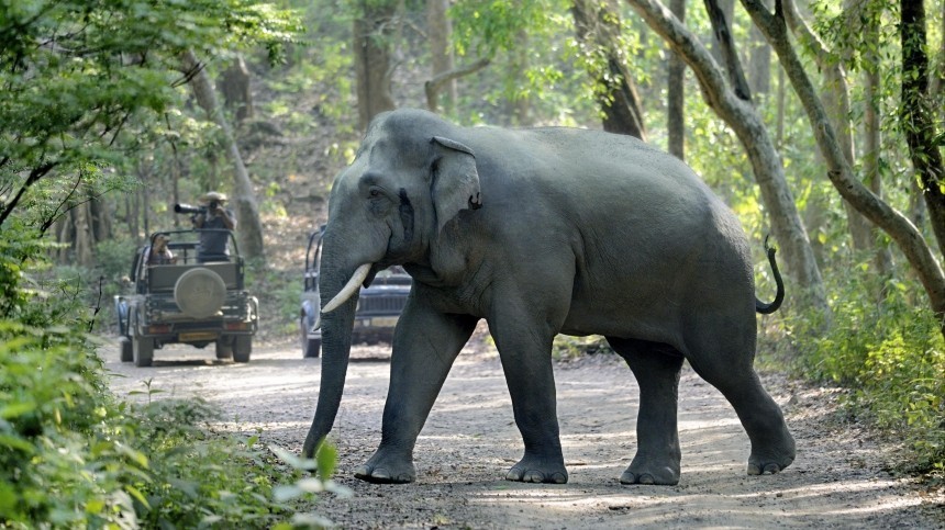 В Индии слон затоптал бабушку до смерти и напал на ее тело на похоронах
