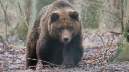 Россиянка напала на медведя, отбивая свою внучку