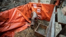 Киевская тероборона завела свинью и разбила огород на позициях