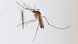 МО заявило о причастности США к распространению опасных вирусов через комаров