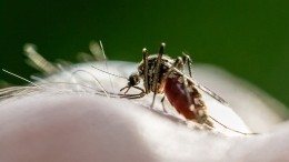 Кого комары кусают чаще других: врач объяснила, как кровопийцы выбирают жертв