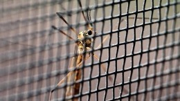 Черви в глазах, опухоль и смерть: зоолог предупредил россиян об опасных насекомых