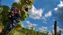 Непростая наука: как ученые «Курчатовского института» возрождают виноделие в РФ