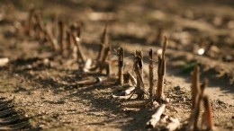 Европу истязает жара: повсеместные пожары и дефицит воды грозят потерей 70% урожая