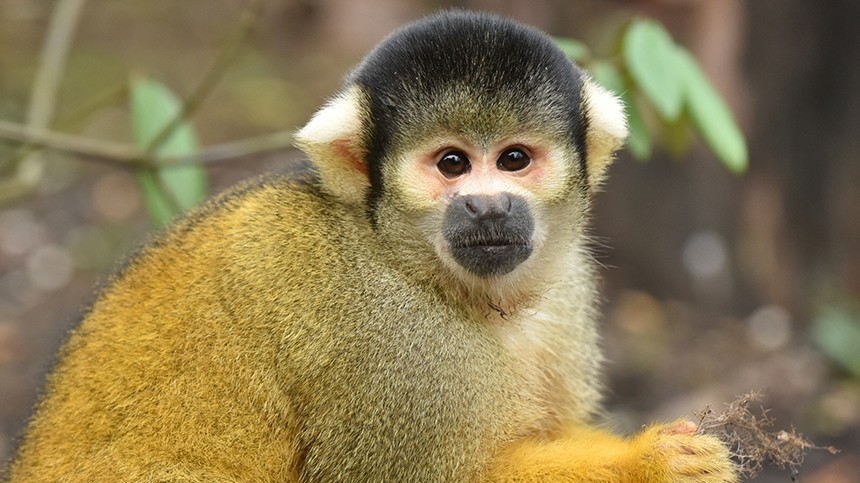 В ВОЗ заявили о высоком риске появления обезьяньей оспы