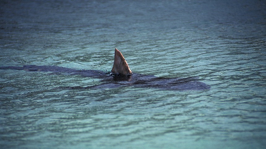 Курортные страхи: пять наивных вопросов о том, почему акулы нападают на людей
