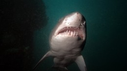 Египетские спасатели смеялись над сигналами об акулах за 15 минут до смерти туристки