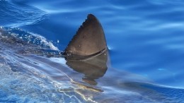 Одну из самых опасных акул для человека засняли в акватории Владивостока