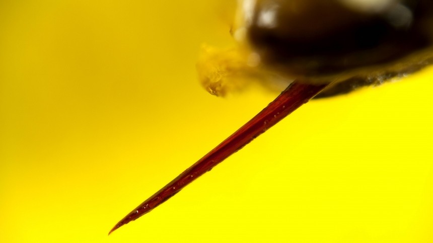 Иммунолог рассказал, укусы каких насекомых могут быть смертельно опасны
