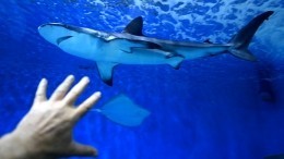 Туристы рассказали о встрече с акулой-людоедкой в Хургаде: «Были бок о бок!»