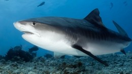 Опубликованы новые жуткие кадры спасения туристки от акулы в Хургаде