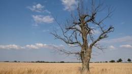 Аномальная засуха в Италии толкает страну к массовому голоду