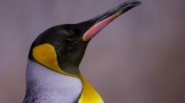 Японские пингвины объявили голодовку из-за антироссийских санкций