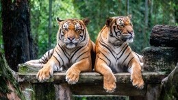 Тест: Найдите тигра на фото