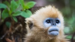 Оспа обезьян — симптомы, способы передачи и лечение