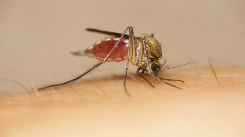 Ярко выраженная реакция на укус комара оказалась ранним симптомом рака