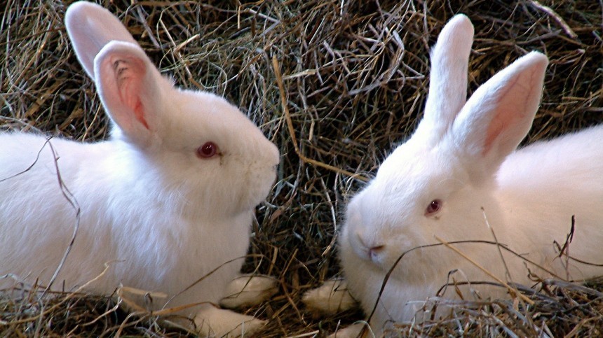 Путин подписал закон, разрешающий разводить кур и кроликов на земельных участках