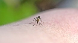Можно ли умереть от укуса комара?